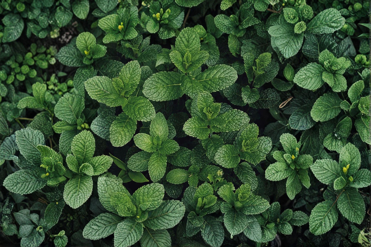 30 mg Spearmint Herb Seeds | Non-GMO Heirloom | Fragrant Mint for Tea, Cooking & Herbal Gardens