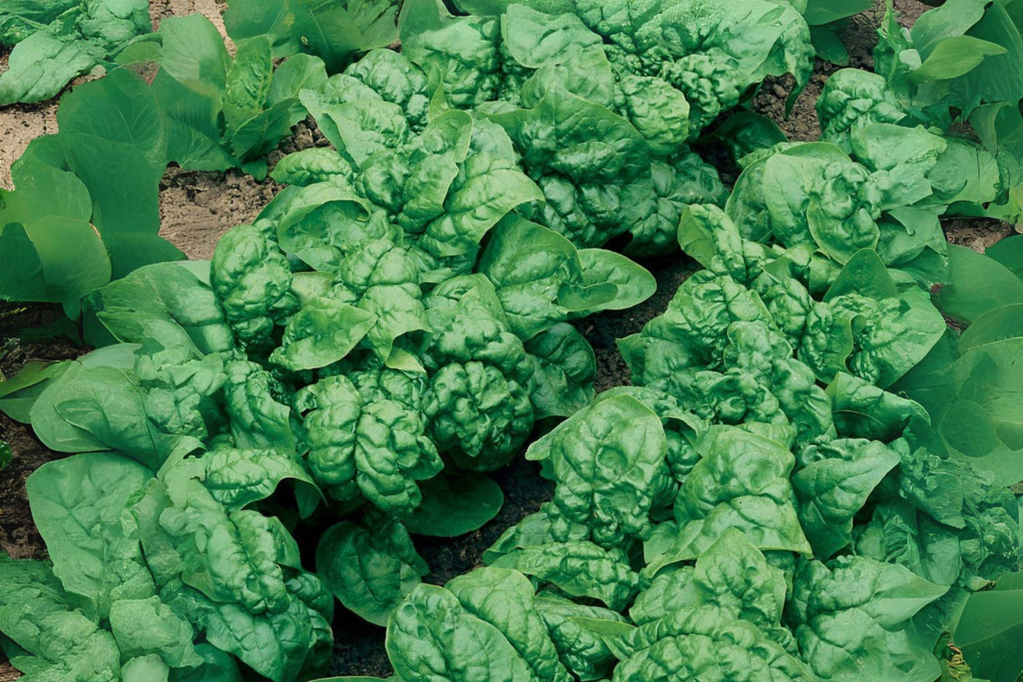 Bloomsdale Long Standing Spinach Seeds: Heirloom Leafy Green for Home Garden