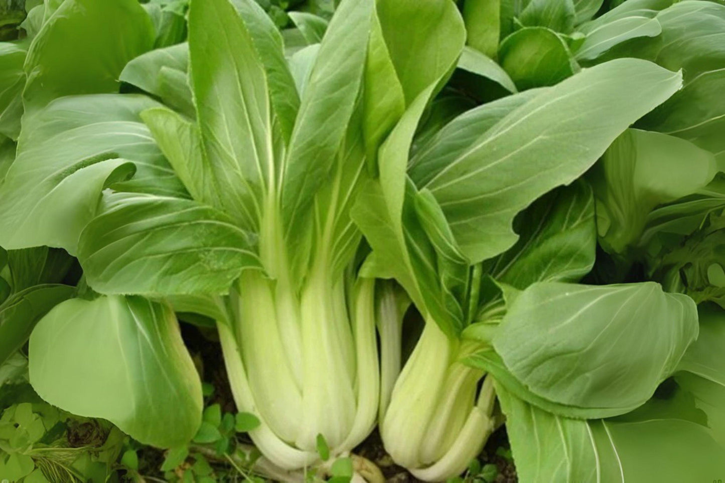 350 Bok Choi Taisai Seeds – Asian Heirloom Vegetable, Fast Growing