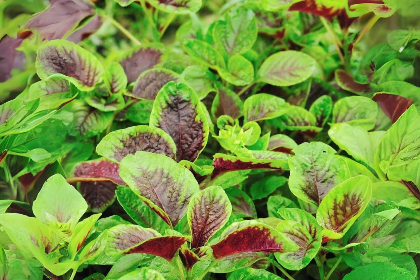 500 Red Stripe Amaranth Seeds: Tricolor Heirloom Vegetable Garden