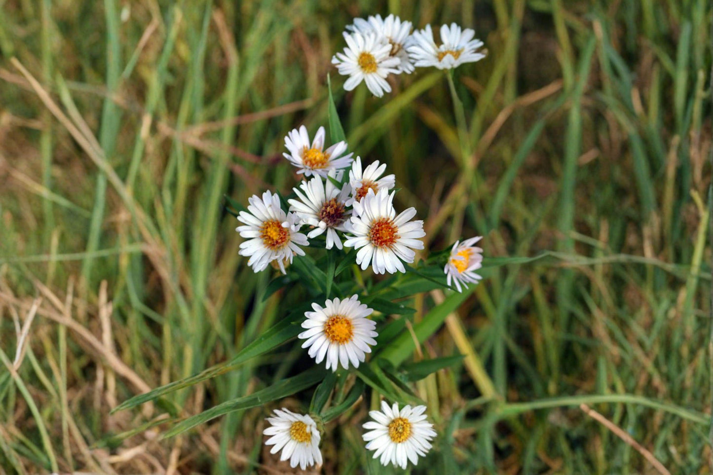 100 Willow Aster Seeds – Symphyotrichum praealtum – Native Pollinator Flower