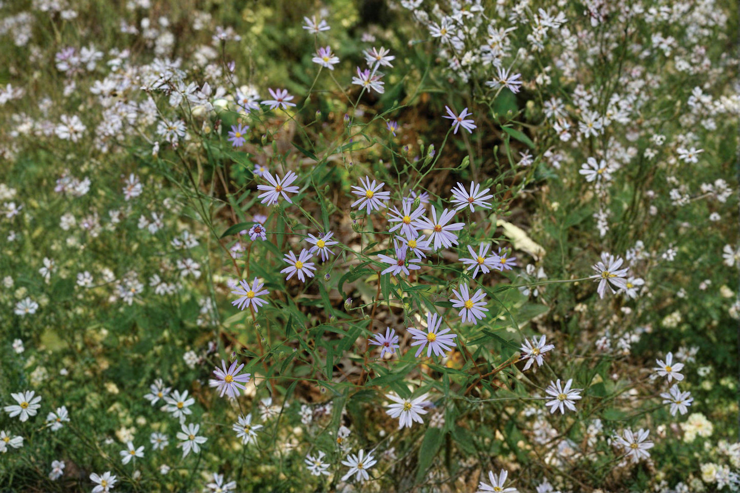 100 Prairie Aster Seeds – Symphyotrichum turbinellum – Native Wildflower