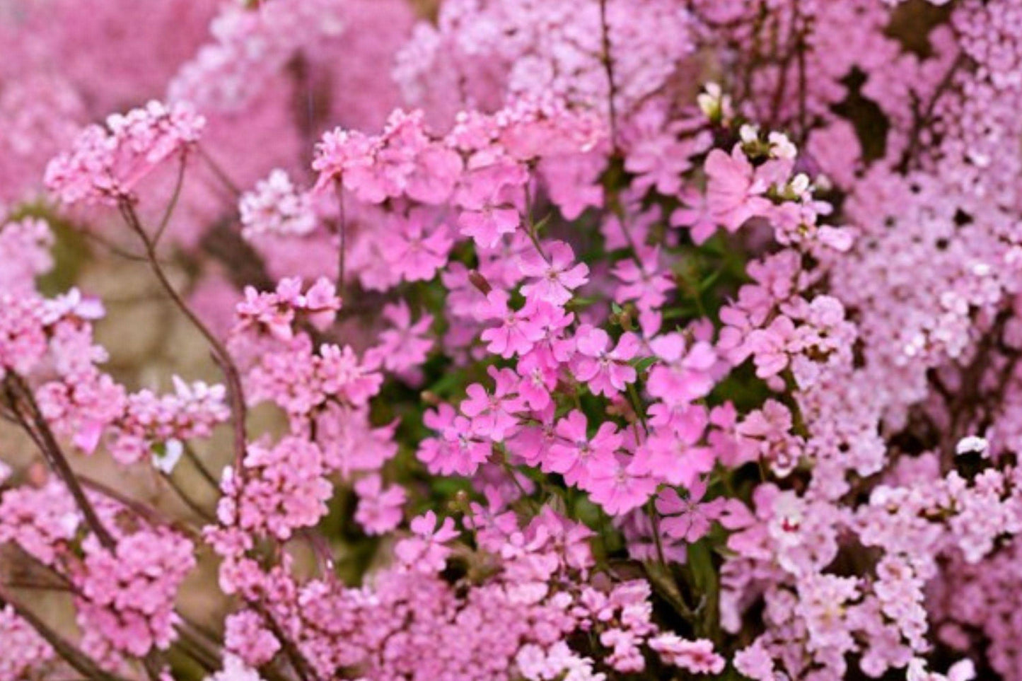 100 None So Pretty Catchfly Seeds – Silene armeria – Pink Annual Wildflower – Cottage Garden
