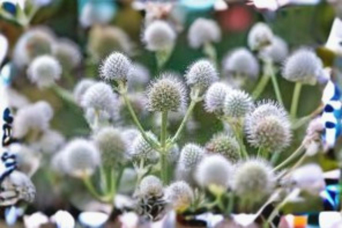 100 Seeds Eryngium yuccifolium (Rattlesnake Master) – Native Prairie Wildflower, Pollinator & Drought-Tolerant Plant