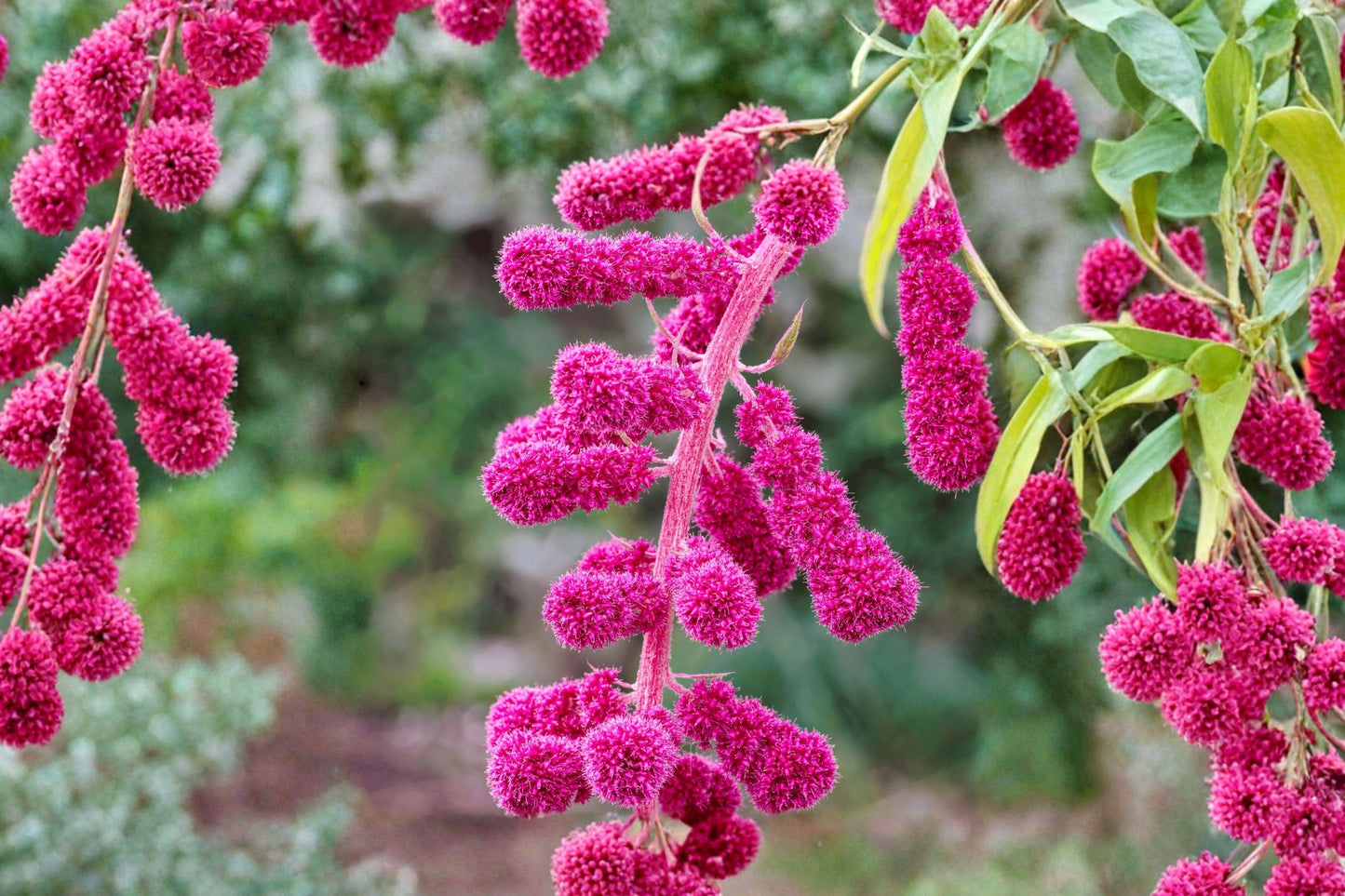 100 Love Lies Bleeding Seeds – Amaranthus caudatus – Dramatic Hanging Red Flower