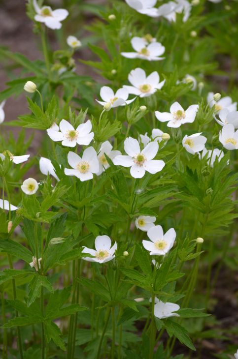 100 Anemone canadensis Seeds | Canada Anemone | Native Perennial Wildflower for Meadows, Pollinators & Garden Borders