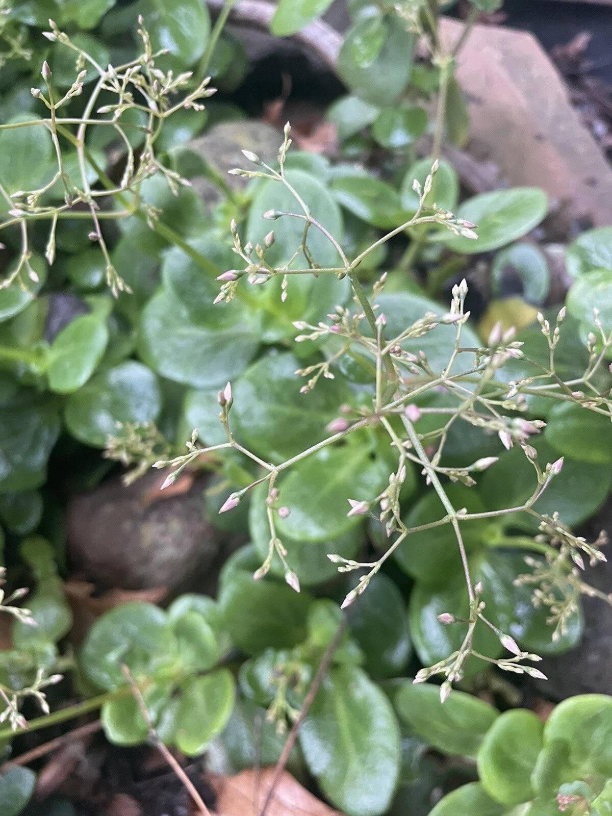 Crassula multicava 'Fairy Crassula' Cuttings, 5 Succulent Stems, Drought-Tolerant, USDA Zones 9-11