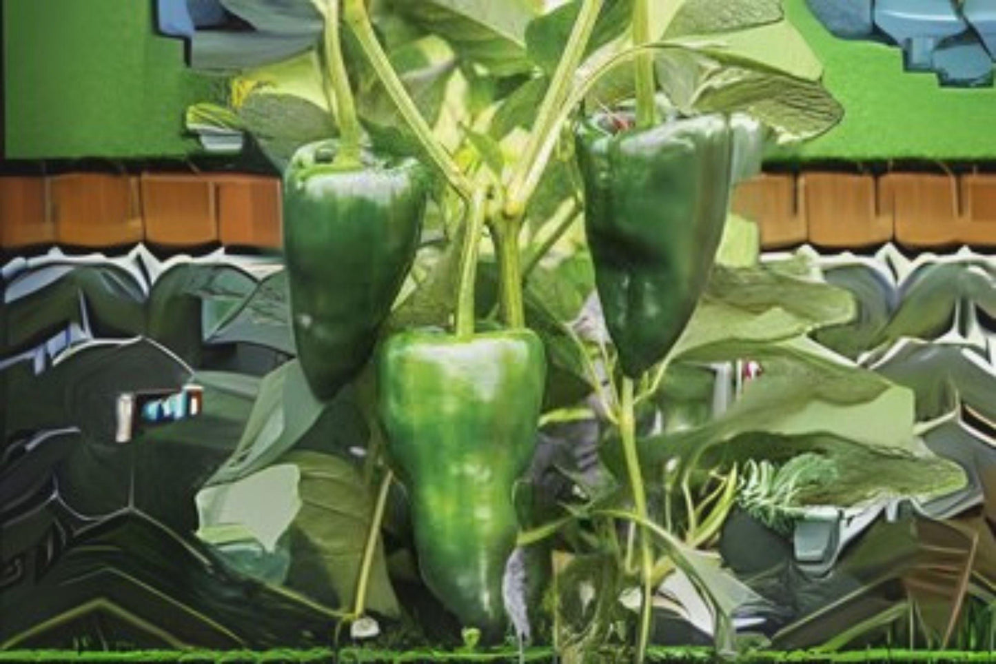 Ancho Poblano Pepper Seeds: Mild, Smoky Flavor, Non-GMO