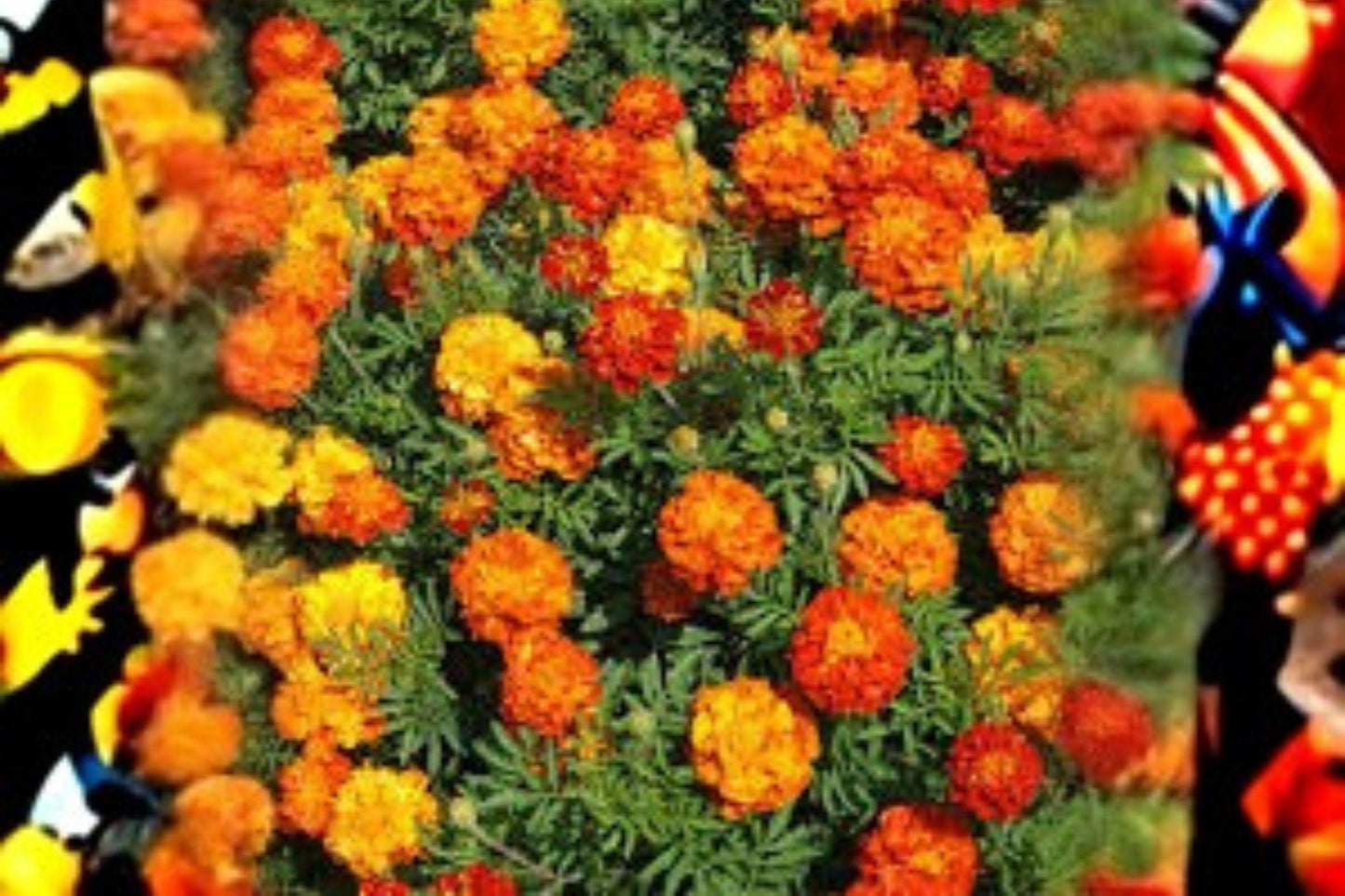 500 mg Sparky Mixture Marigold Seeds – Bright Annual Blooms for Pollinator & Cottage Gardens