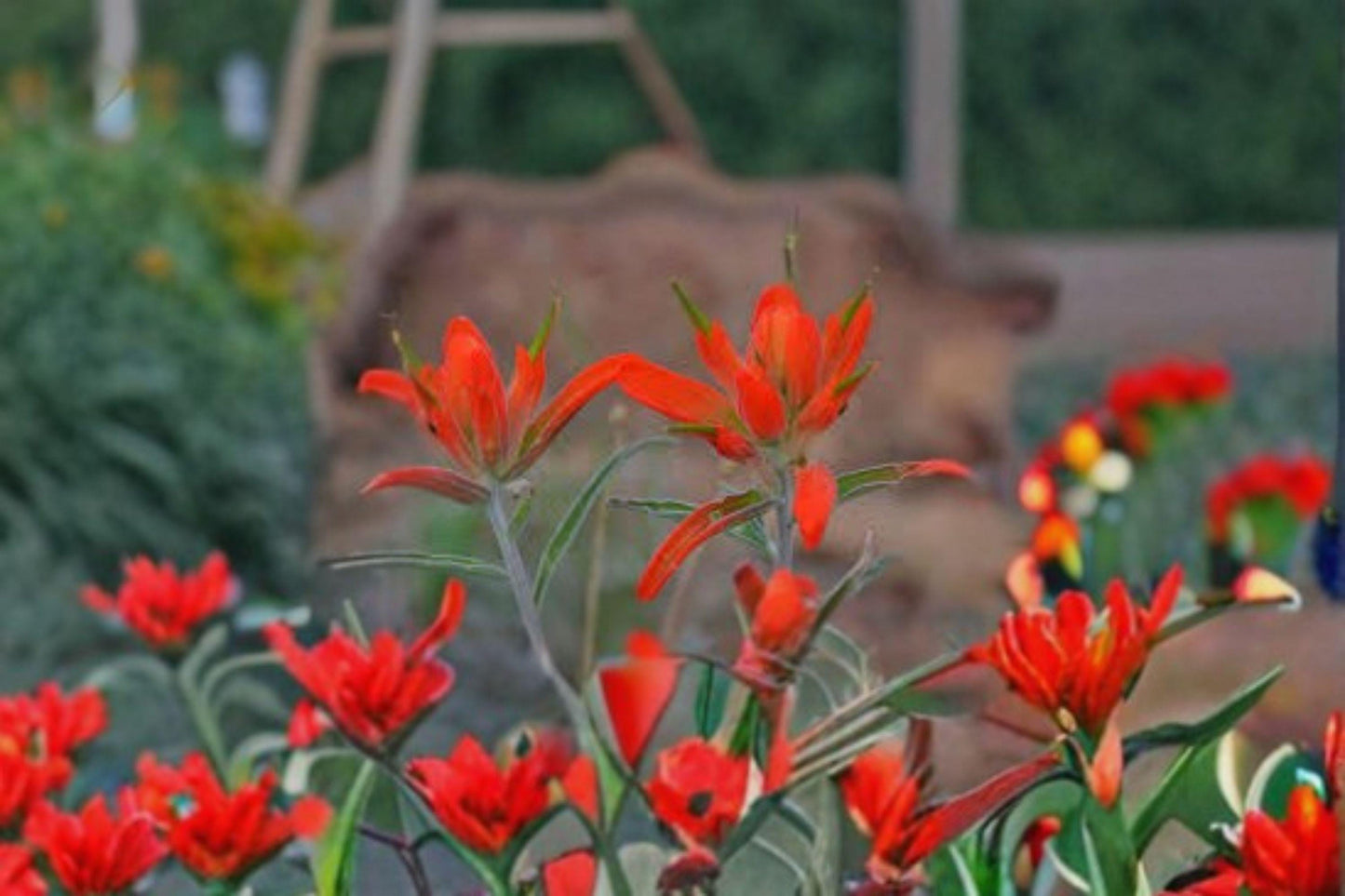 300 Seeds for Planting Castilleja integra – Southwestern Indian Paintbrush, Wholeleaf Orange Wildflower