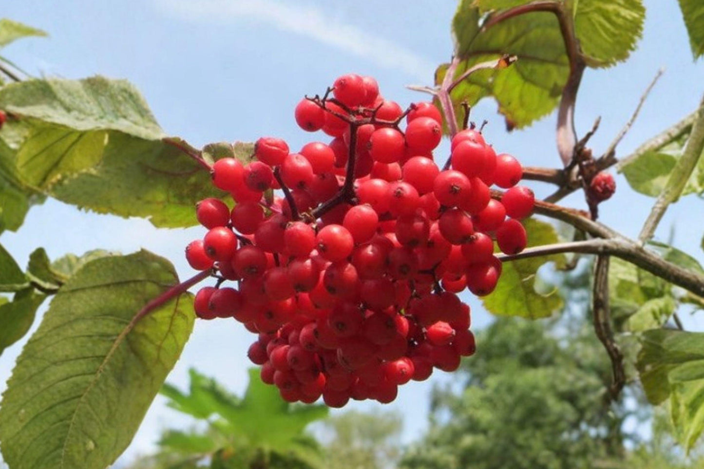 30 Red Elderberry Seeds – Sambucus racemosa – Hardy Wildlife Berry Shrub