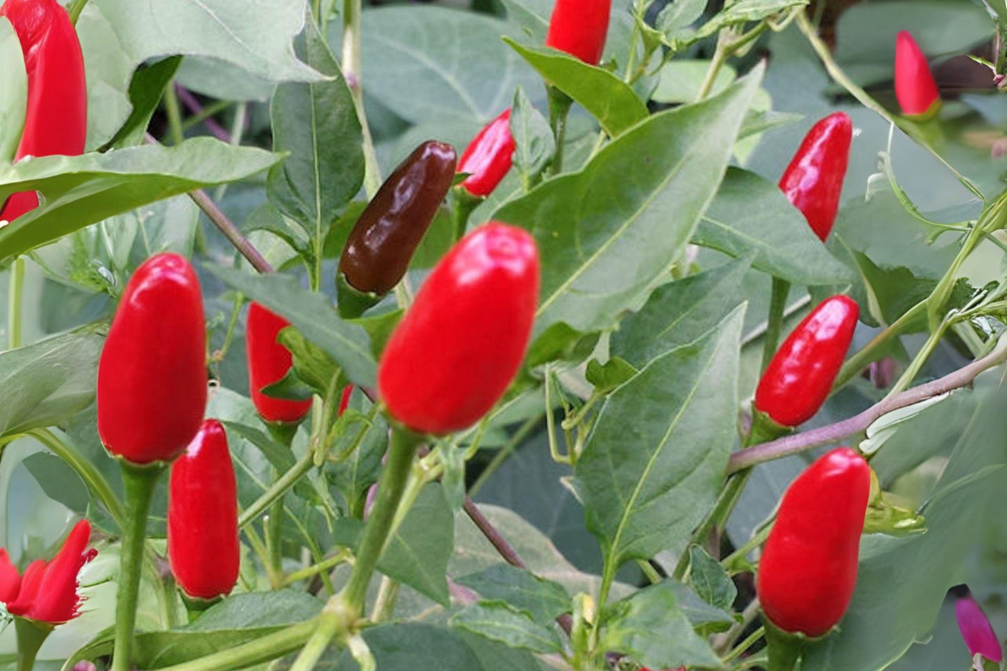 Chiltepin Hot Pepper Seeds: Heirloom Capsicum Annuum, Tiny Wild Chili