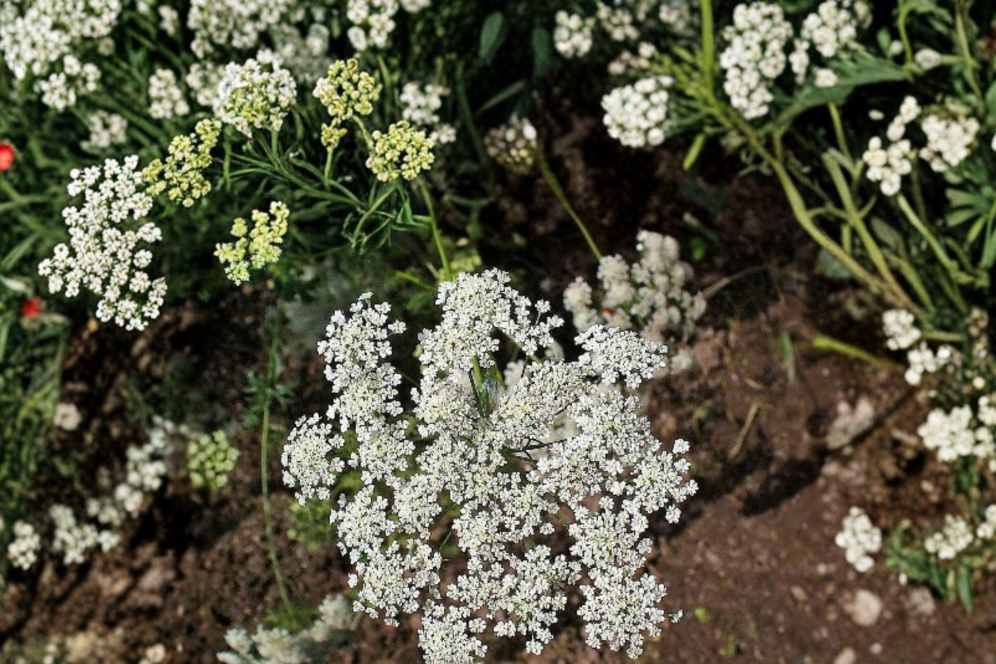 100 Bishops Flower Seeds – Ammi majus – False Queen Annes Lace – Cut Flower – Cottage Garden
