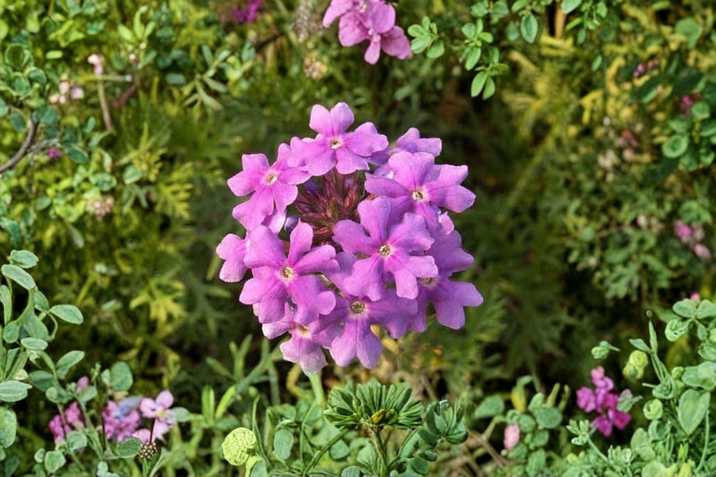 100 Moss Verbena Seeds – Verbena tenuisecta – Low Growing Purple Flower – Heat Tolerant Annual