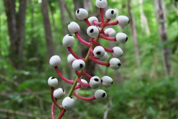 5 Doll’s Eyes Plants (Actaea pachypoda) | Bare Root Baneberry | White Berries Perennial | Shade Garden Native Woodland