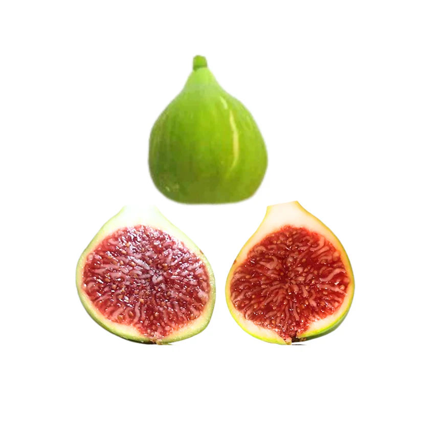 Battaglia Green Fig Cutting - Unrooted 8"+, 3+ Nodes | Rare Ficus carica - Green Skin, Red Flesh, Sweet Heirloom Fig for Propagation