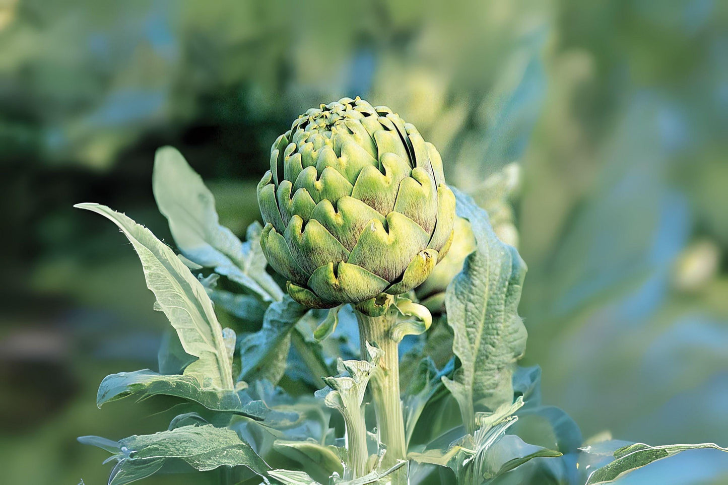 10 Artichoke Green Globe Seeds – Heirloom Vegetable Plant, Perennial Garden Edible, Easy Growing