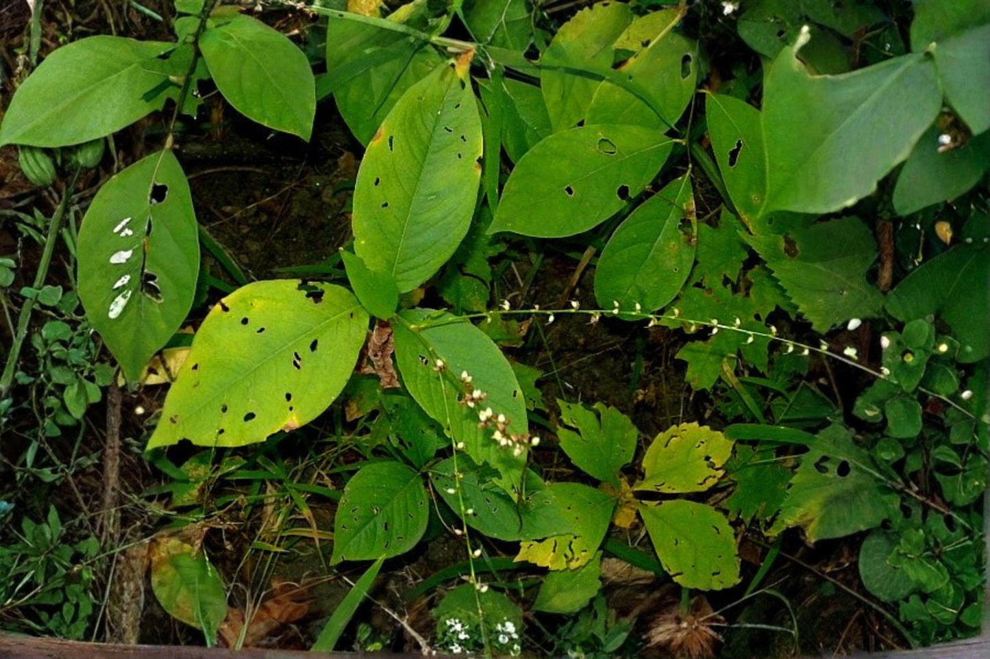 15 Woodland Knotweed Seeds – Persicaria virginiana – Native Shade Wildflower – Pollinator Plant