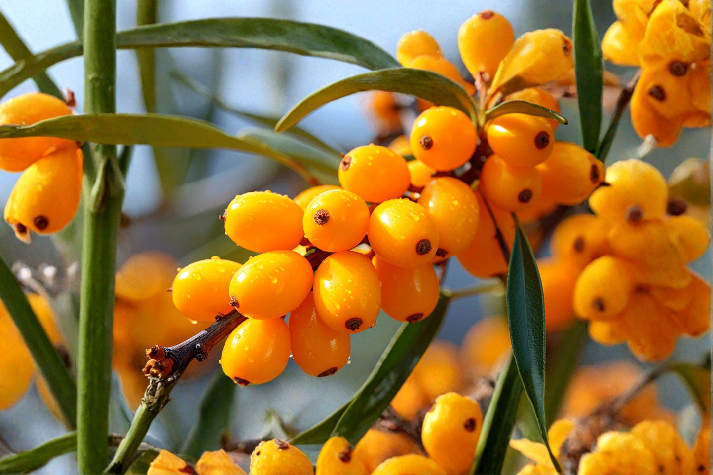 20 Sea Buckthorn Seeds – Hippophae rhamnoides – Edible Berry Shrub – Medicinal Plant