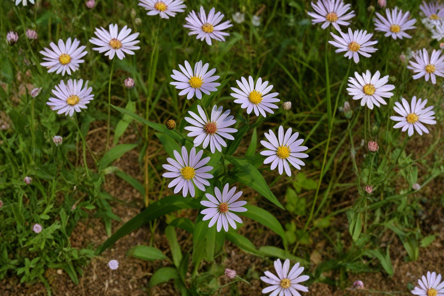 100 Smooth Blue Aster Seeds – Symphyotrichum laeve – Native Pollinator Flower
