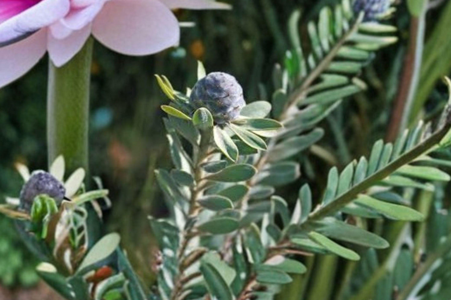 5 Leucadendron pubescens Seeds – Rare South African Shrub – Protea Family – Drought Tolerant – Collector Seeds