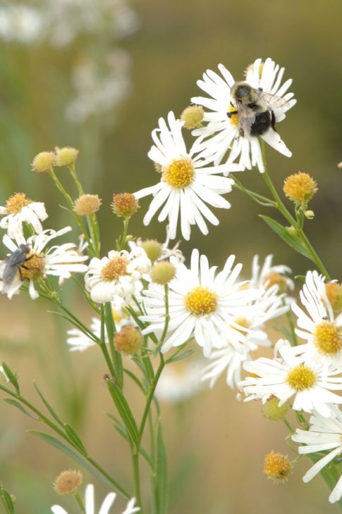 500 Boltonia asteroides Seeds | False Aster | Native Perennial Wildflower | Pollinator-Friendly Meadow & Garden Plant