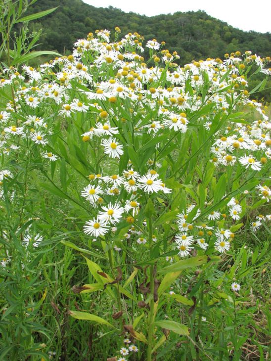 500 Boltonia decurrens Seeds | Decurrent False Aster | Native Perennial Wildflower | Pollinator-Friendly Meadow Plant