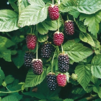 1 Boysenberry Plant | Live Bare Root Starter | Thornless Berry Bush β Sweet-Tart Hybrid Blackberry x Raspberry Vine