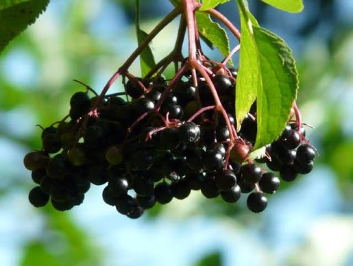 Black Tower Elderberry – 1 Live Columnar Shrub, 1-Gallon Size – Sambucus nigra ‘Eiffel 1’