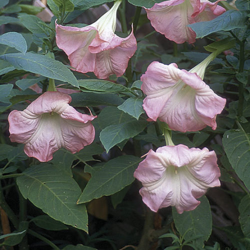 Angel Trumpet Live Plant - 3 Single Pink Rooted Plants in Pots - Brugmansia