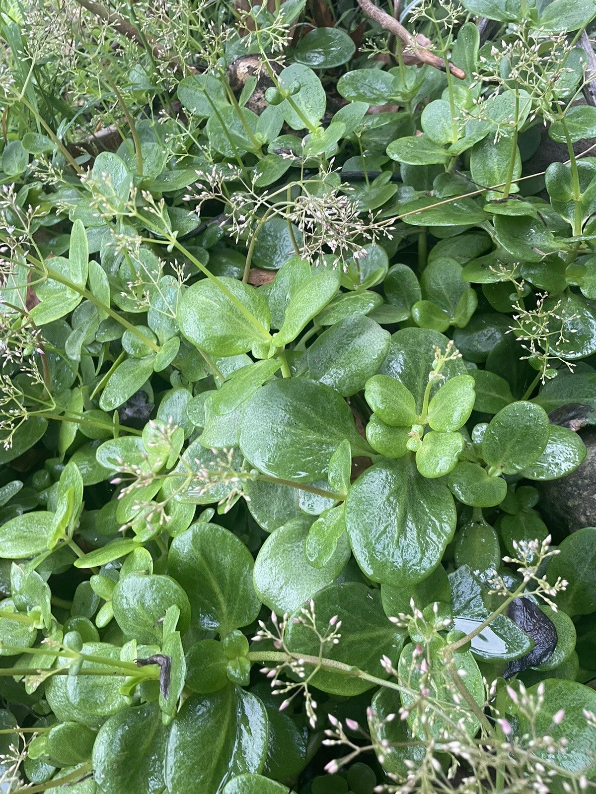 Crassula multicava 'Fairy Crassula' Cuttings, 5 Succulent Stems, Drought-Tolerant, USDA Zones 9-11