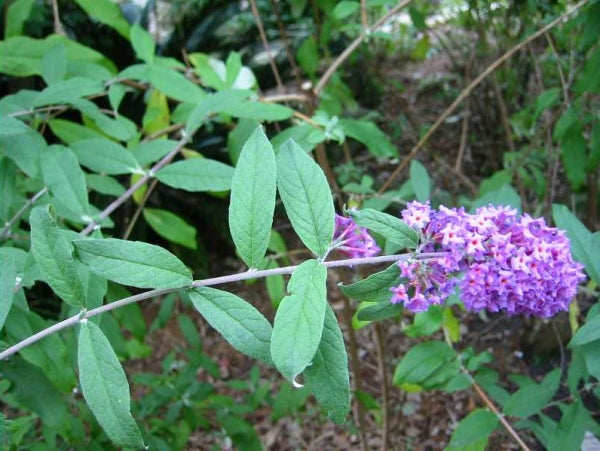Buddleja davidii Cuttings, 7 Unrooted Stems, 6" Long, Deciduous Shrub, USDA Zones 5-9