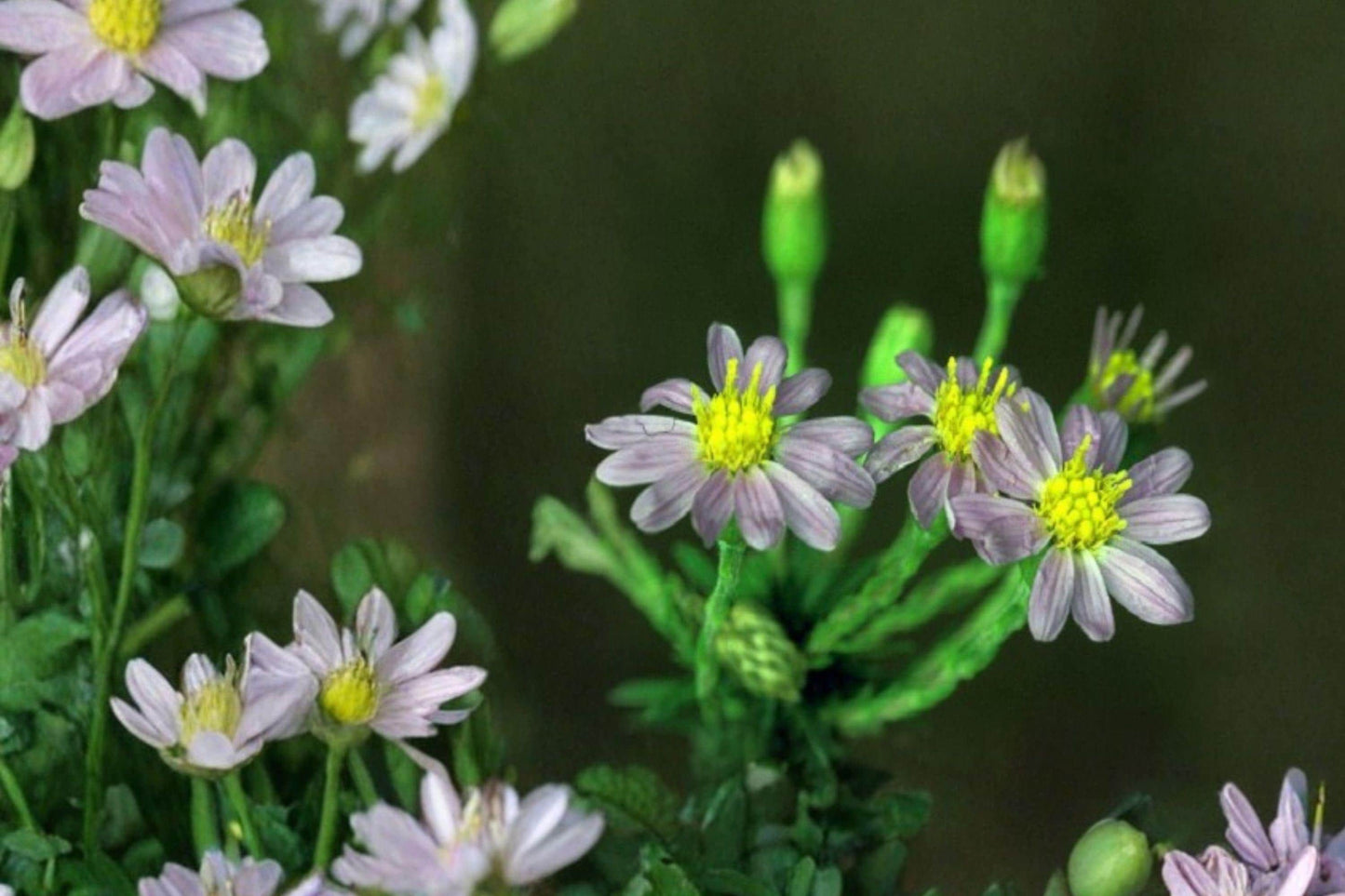 100 Drummonds Aster Seeds – Symphyotrichum drummondii – Native Wildflower