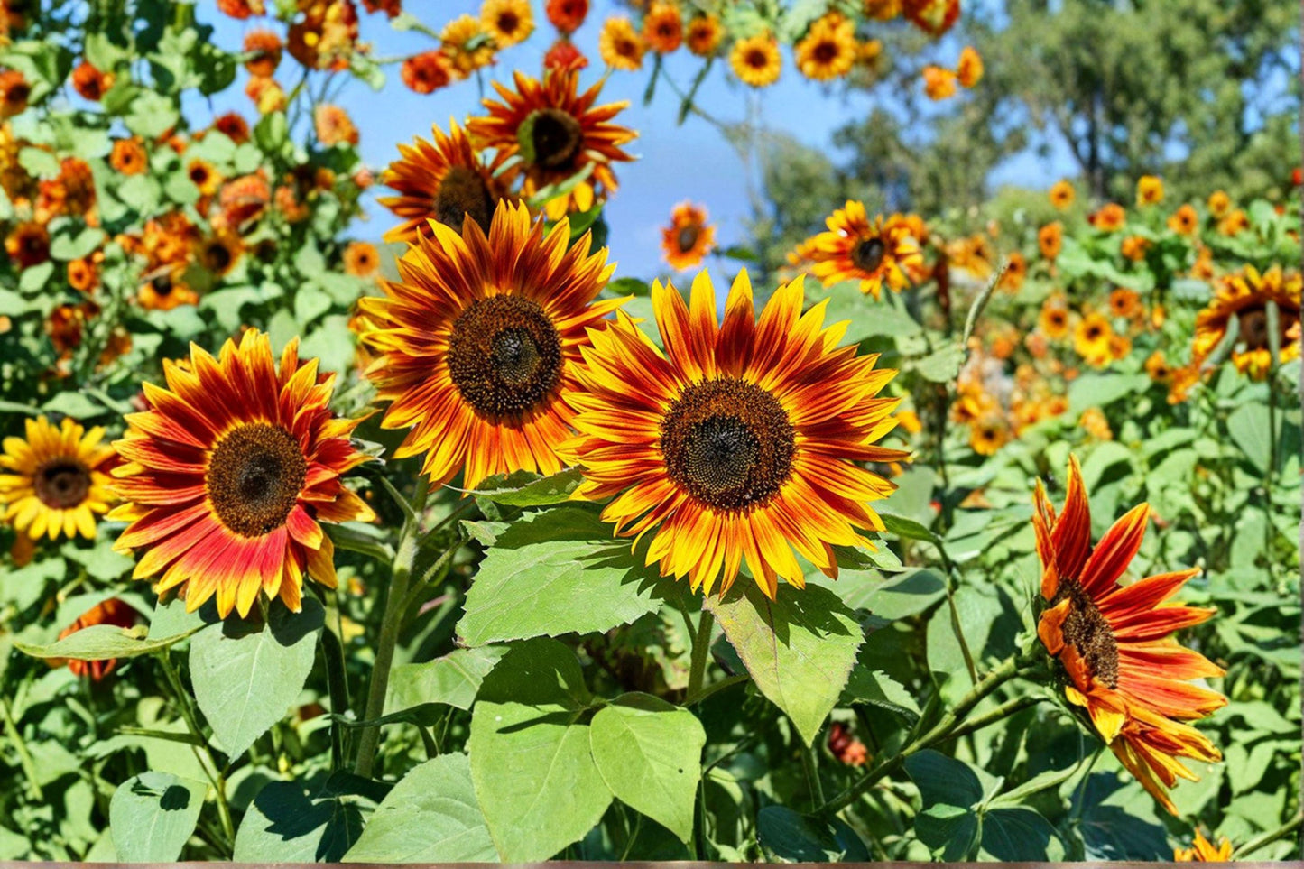 1 g Velvet Queen Sunflower Seeds – Deep Red Sunflower for Garden Borders & Pollinator Gardens