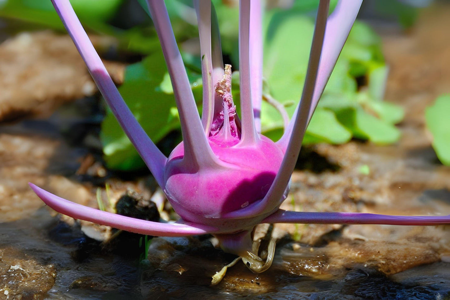 Purple Vienna Kohlrabi Seeds - 150 Heirloom Seeds