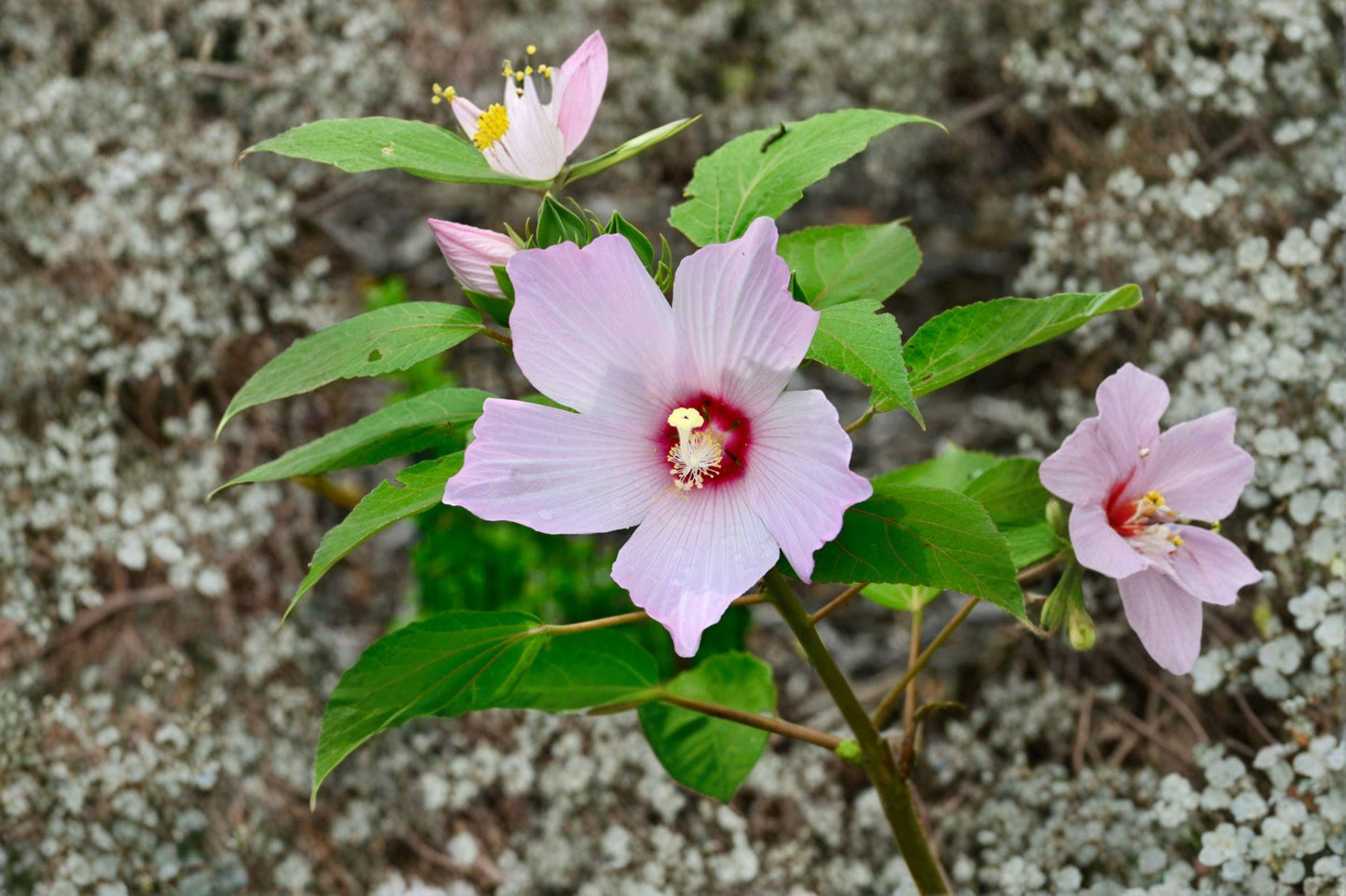 Swamp Rose Mallow Seeds – Hibiscus moscheutos – Native Pink Flower Plant