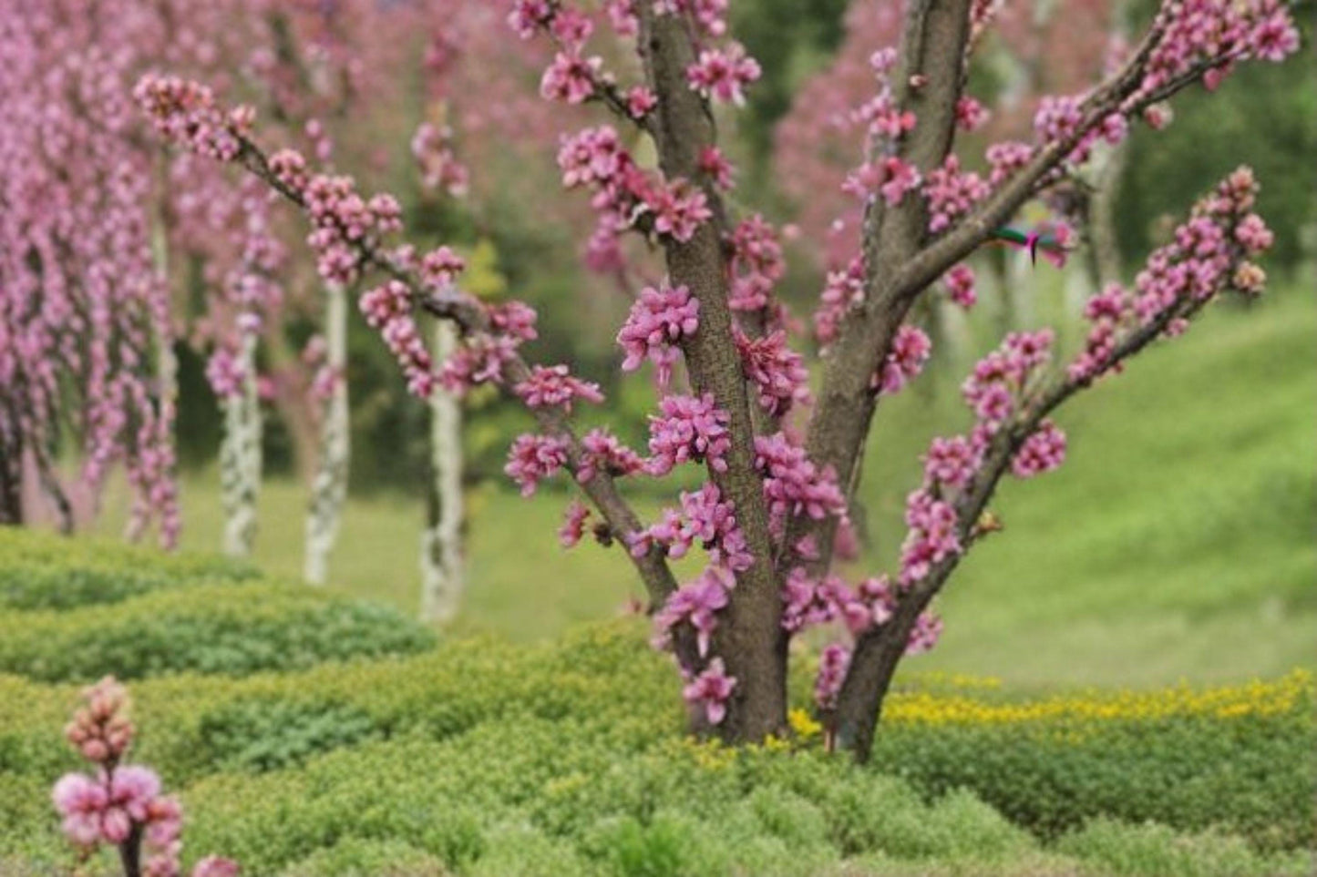 10 Seeds for Planting Cercis chinensis – Chinese Redbud Tree, Ornamental Pink Flowering Tree