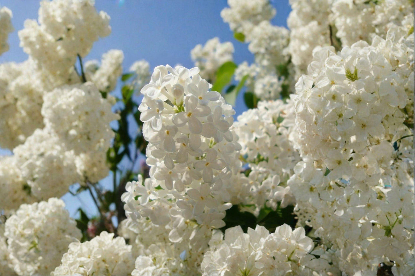 10 Japanese Tree Lilac Seeds – Syringa amurensis japonica – Fragrant Flower Tree