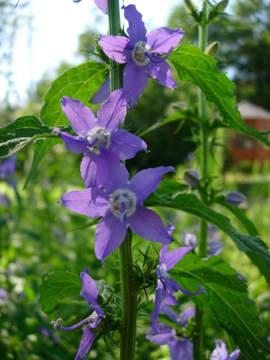 500 Campanula americana Seeds | Tall Bellflower | Native Perennial Wildflower | Pollinator-Friendly Meadow & Garden Plant