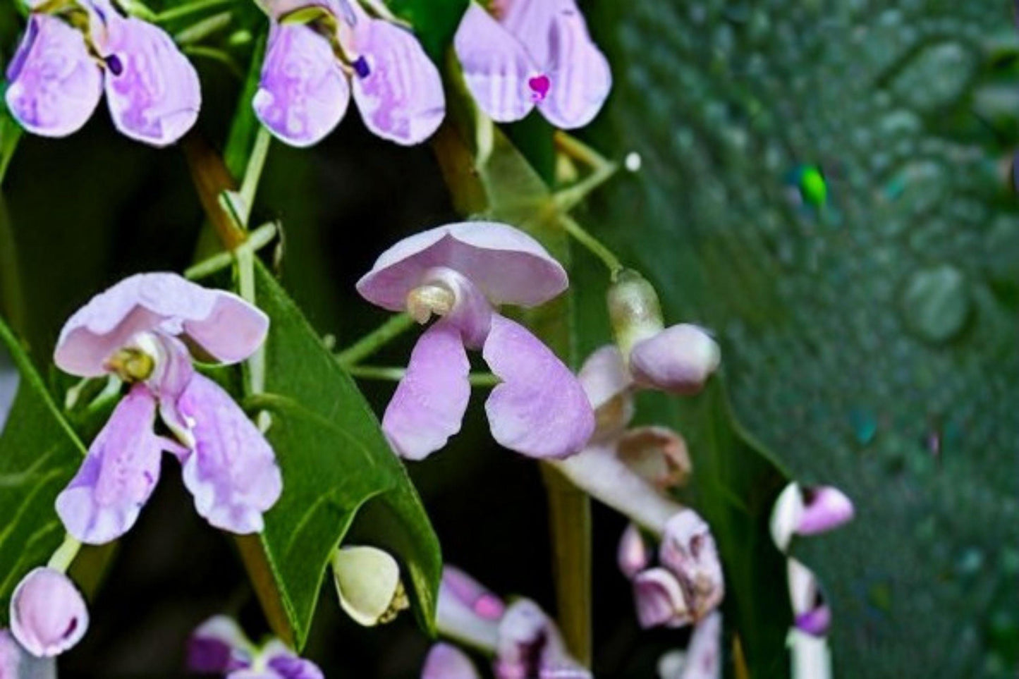 5 Wild Kidney Bean Seeds: Native Perennial Climbing Vine