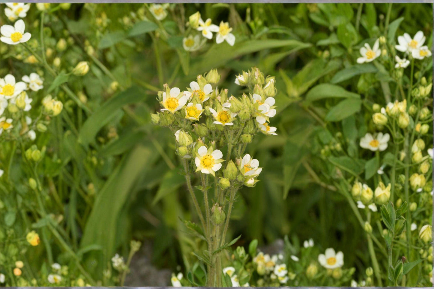 500 Prairie Cinquefoil Seeds – White Native Wildflower, Pollinator Garden