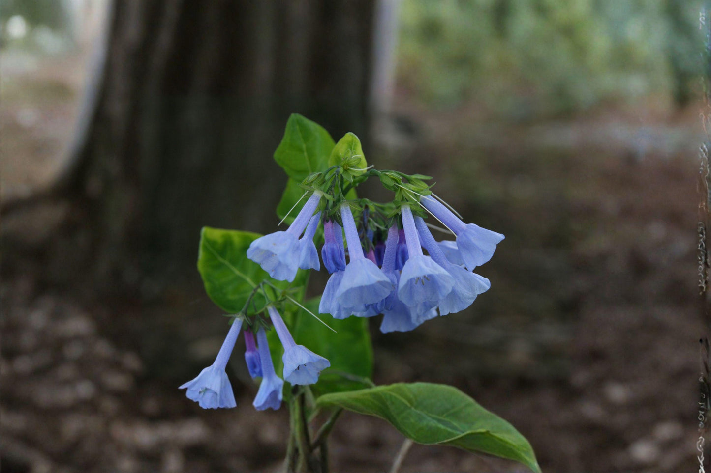 10 Virginia Bluebells Seeds – Mertensia virginica – Native Woodland Flower