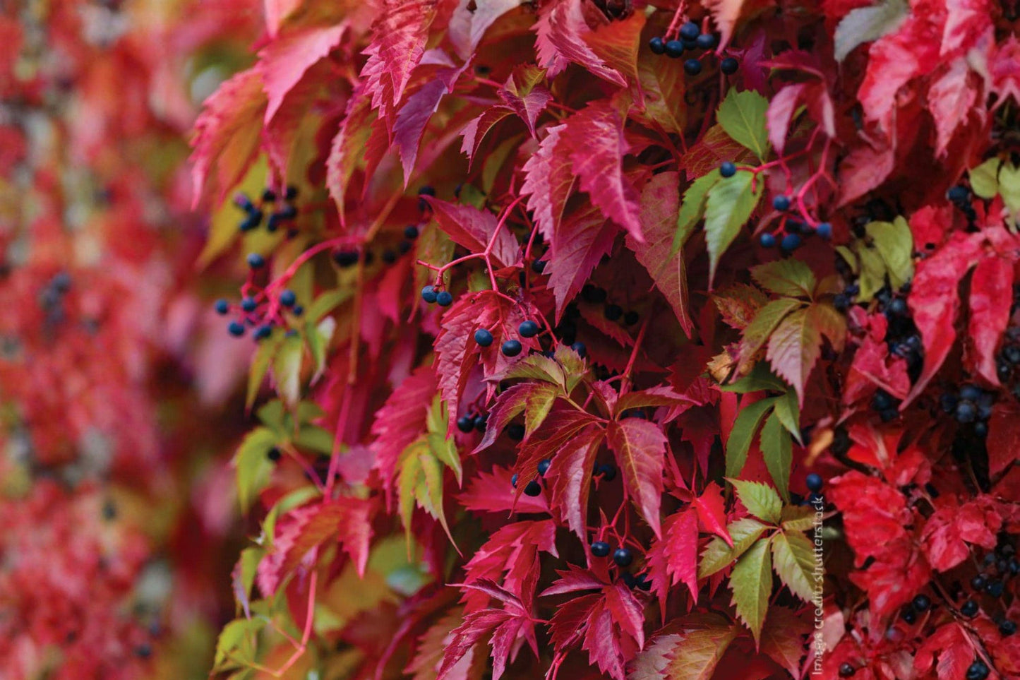 10 Virginia Creeper Seeds – Parthenocissus quinquefolia – Native Climbing Vine
