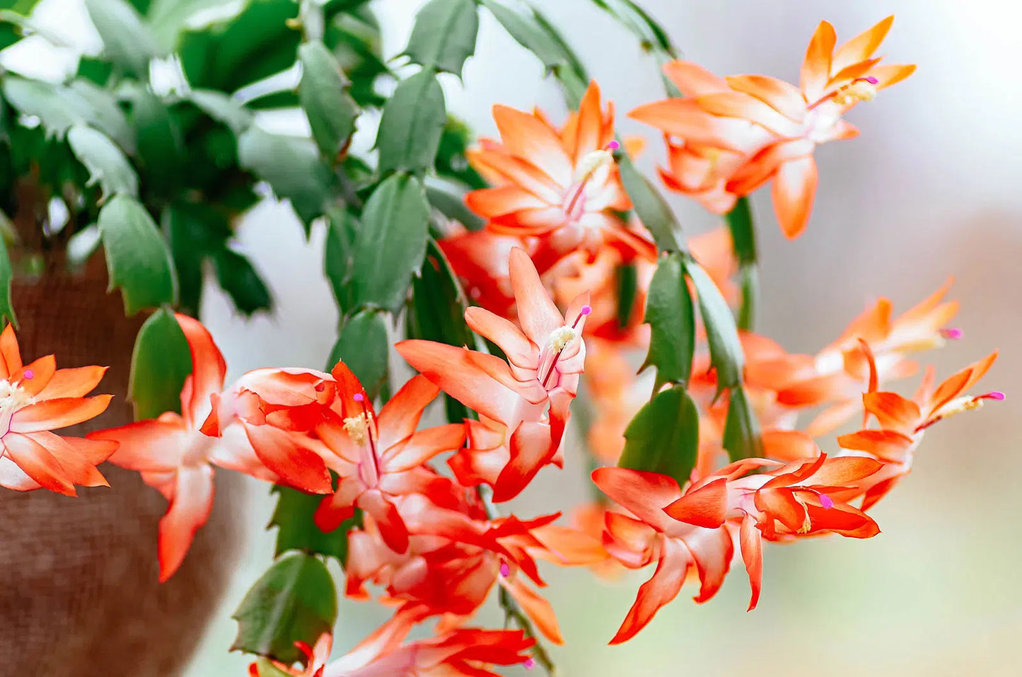 1 Orange Christmas Cactus (Schlumbergera truncata) Live Plant 5β6" Tall Bareroot | Holiday Blooms | Easy Indoor Houseplant