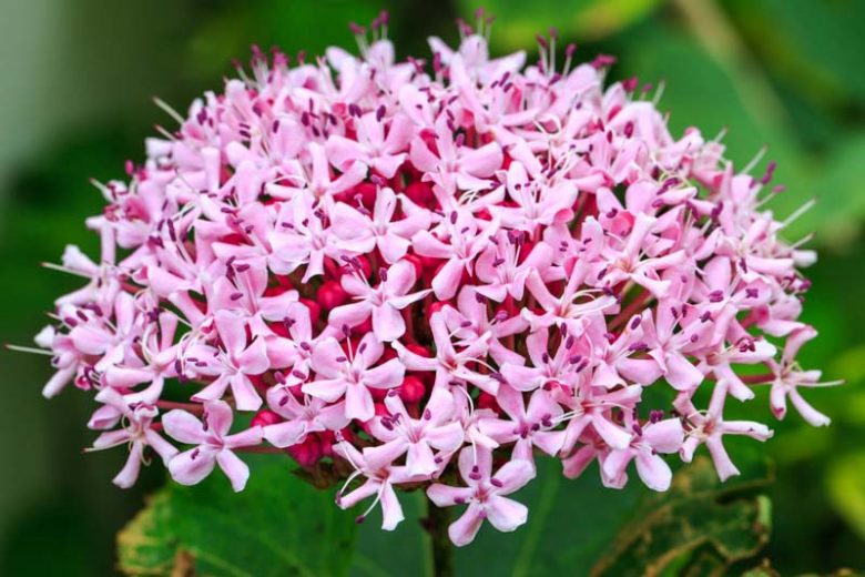 3 Rooted Pink Clerodendrum Cuttings β Live Tropical Flowering Shrub Stems β Rooted Starter Plants for Garden Beds, Borders & Containers