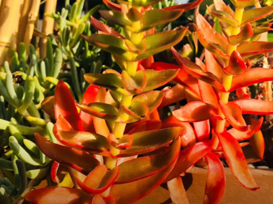 crassula capitella campfire plant Crassula Capitella 'Campfire' Succulent Cuttings (3 Unrooted) – Easy t –  Jayme Garden