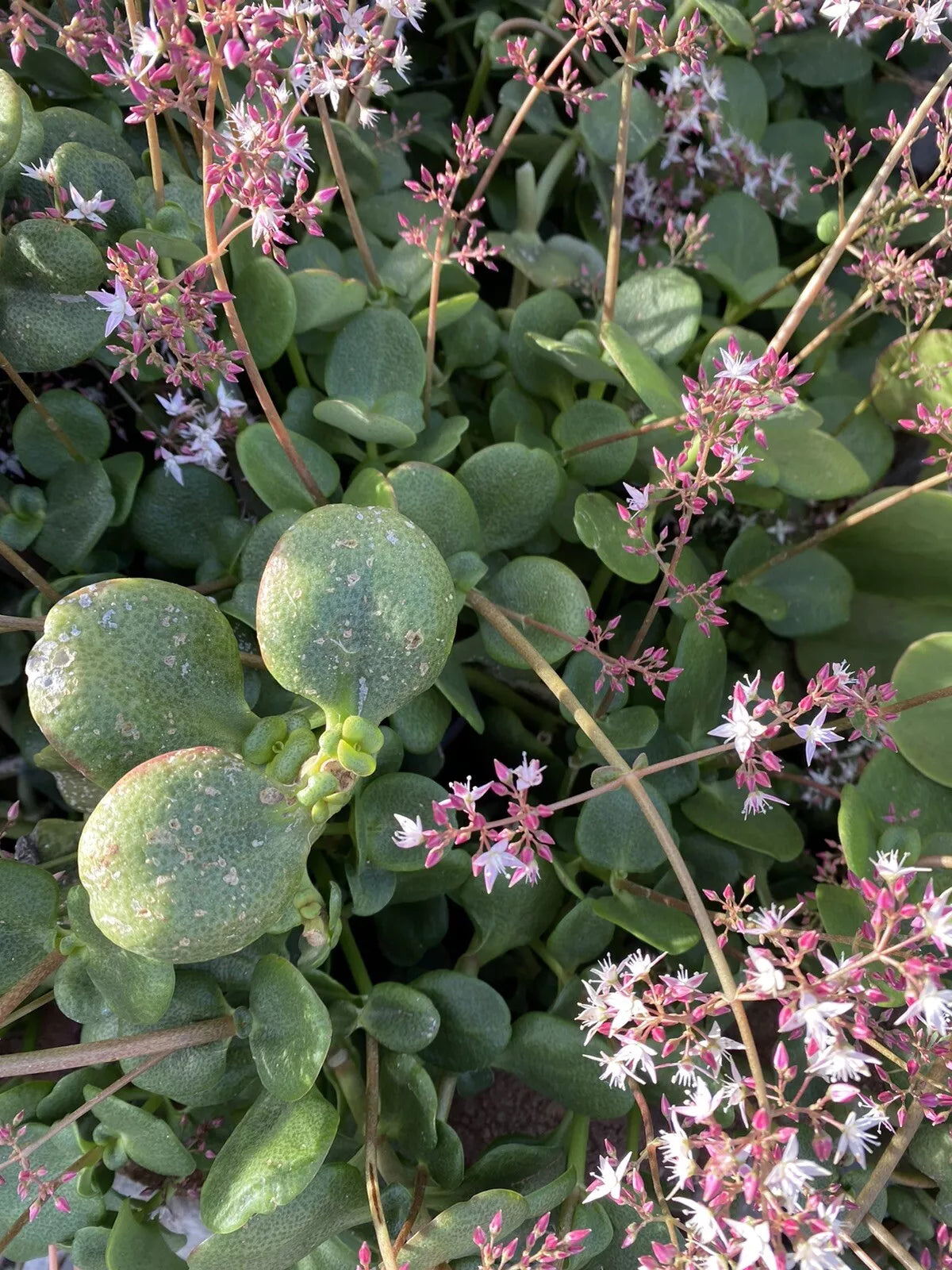 Crassula multicava 'Fairy Crassula' Cuttings, 5 Succulent Stems, Drought-Tolerant, USDA Zones 9-11