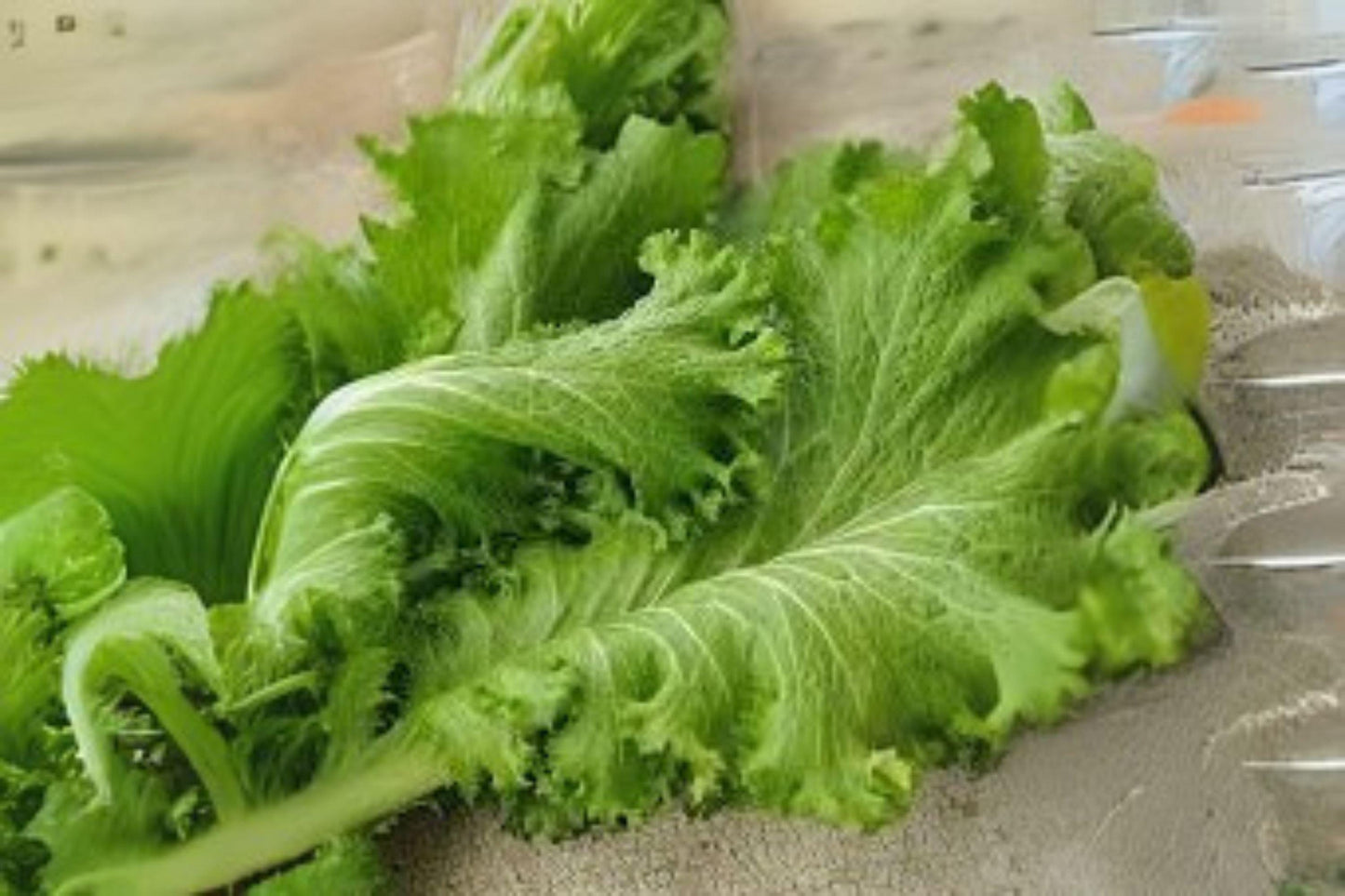 500 Southern Giant Curled Mustard Seeds: Heirloom Leafy Greens