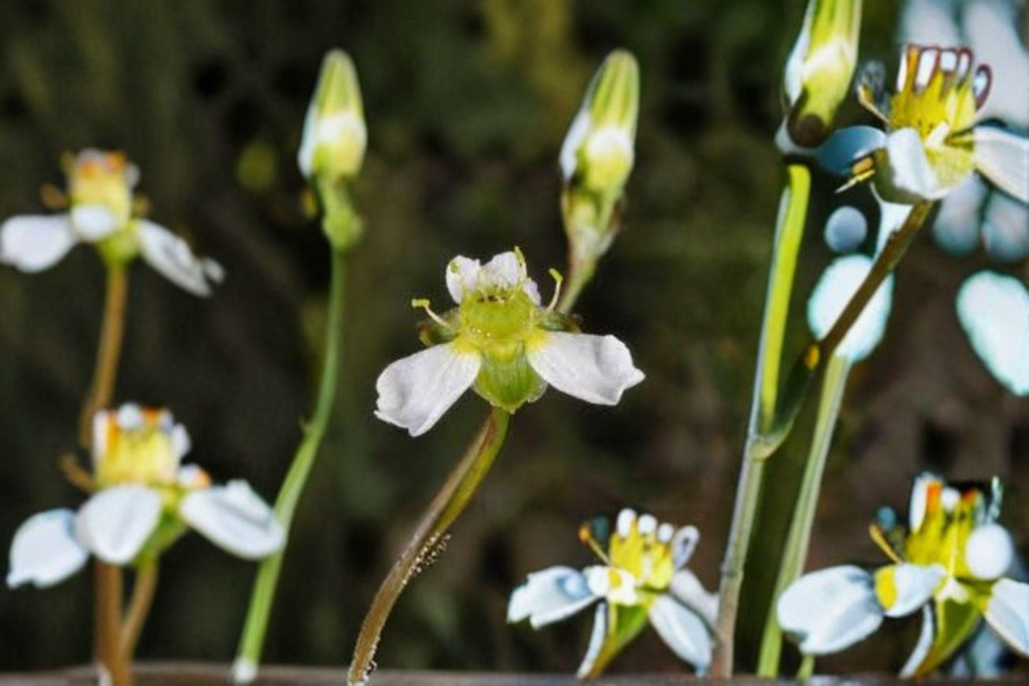 300 Water Plantain Seeds - Alisma triviale, Native Aquatic Pond Plant