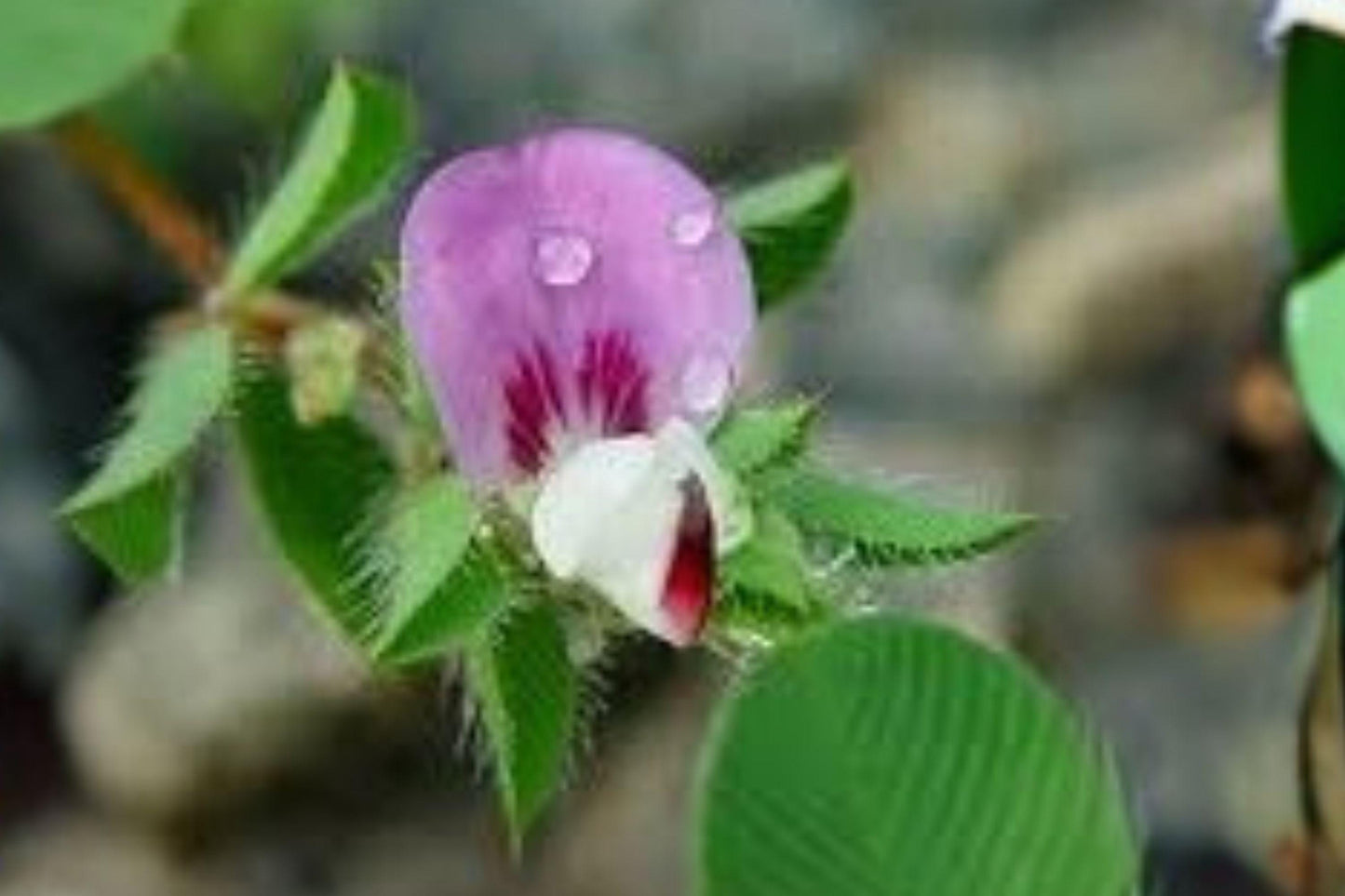100 Korean Lespedeza Seeds – Kummerowia stipulacea – Annual Clover – Forage and Cover Crop